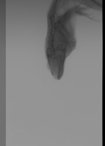 Media type: image;   Herpetology A-13166